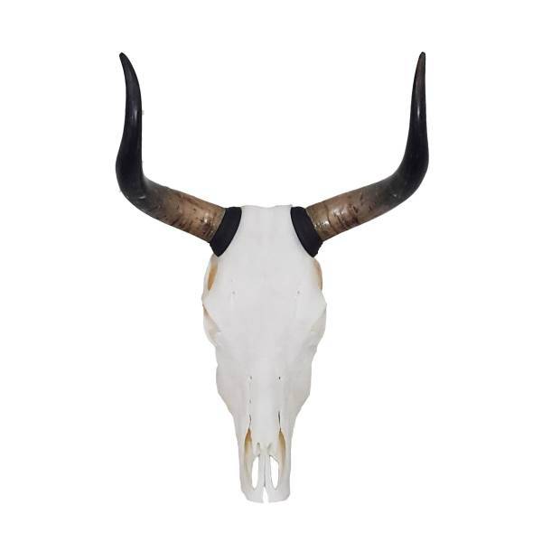 مجسمه دکوری مدل longhorn