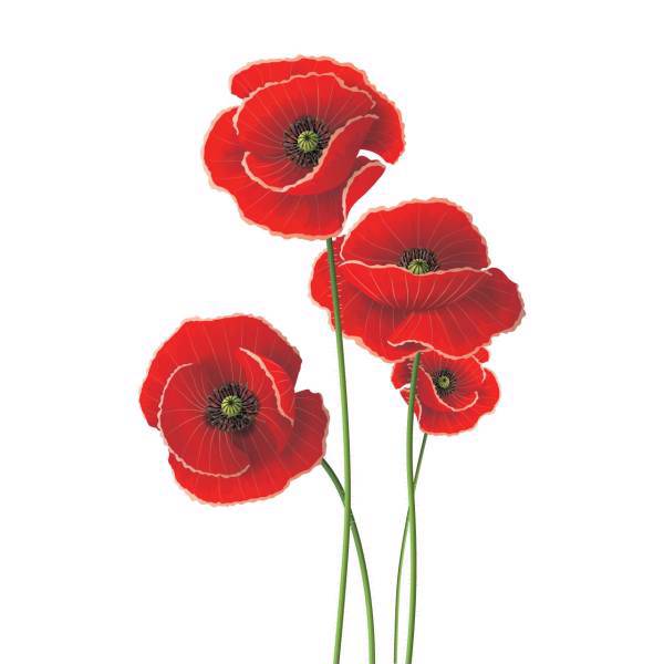 استیکر سالسو طرح شقایق سرخ، Salso Red Poppy Sticker