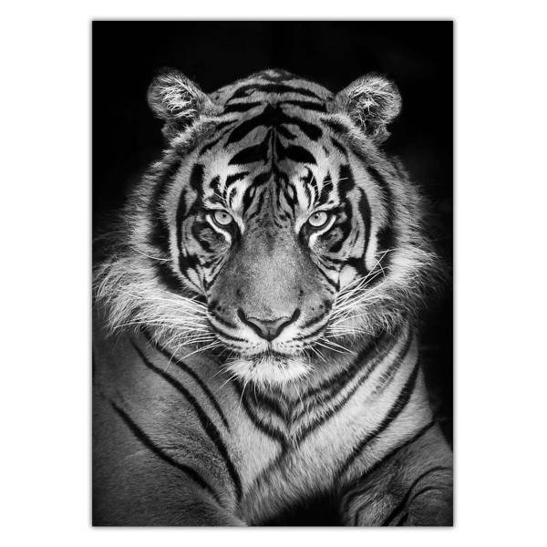 تابلو شاسی ونسونی طرح Black Tiger سایز 50 × 70 سانتی متر، Wensoni Black Tiger Chassis Size 50 x 70 Cm