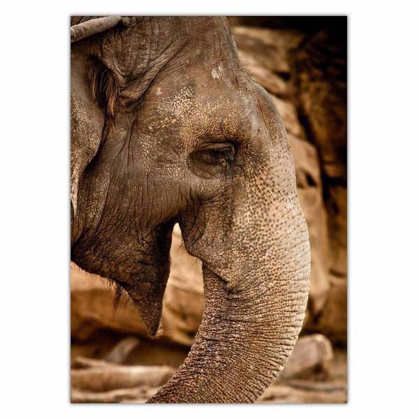 تابلو شاسی ونسونی طرح Elephant Lauphing سایز 50x70 سانتی متر، Wensoni Elephant Lauphing Chassis Size 50 x 70 Cm