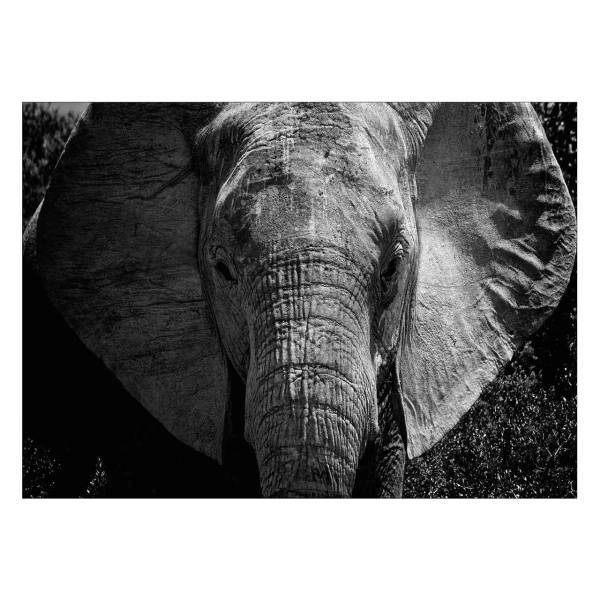 تابلو شاسی ونسونی طرح Elephant Face سایز 50x70 سانتی متر، Wensoni Elephant Face Chassis Size 50 x 70 Cm