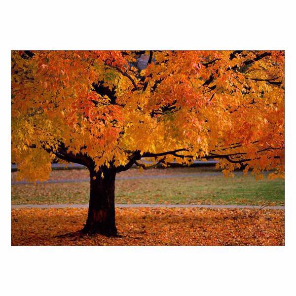 تابلو شاسی ونسونی طرح Yellow Tree سایز 50x70 سانتی متر، Wensoni Yellow Tree Chassis Size 50 x 70 Cm