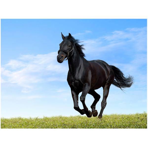 تابلو شاسی مِسترچاپ کد 1013