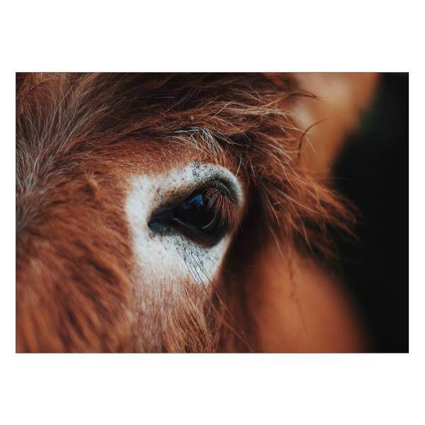 تابلو شاسی ونسونی طرح Horse Eyes سایز 50x70 سانتی متر، Wensoni Horse Eyes Chassis Size 50 x 70 Cm