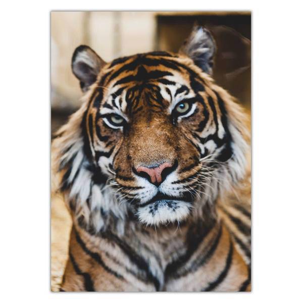 تابلو شاسی ونسونی طرح Tiger Notable Look سایز 50x70 سانتی متر، Wensoni Tiger Notable Look Chassis Size 50 x 70 Cm