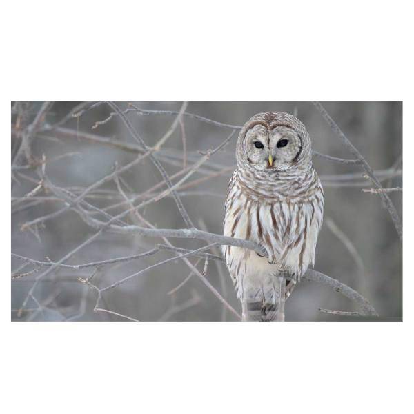 تابلو شاسی نقره ترمه مدل A24