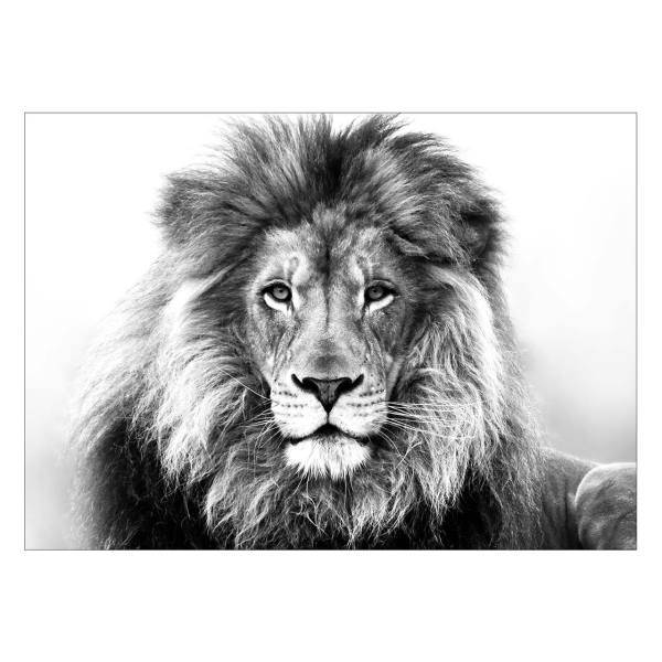 تابلو شاسی ونسونی طرح Lion Gazing سایز 50 × 70، Wensoni Lion Gazing Chassis Size 70 x 50