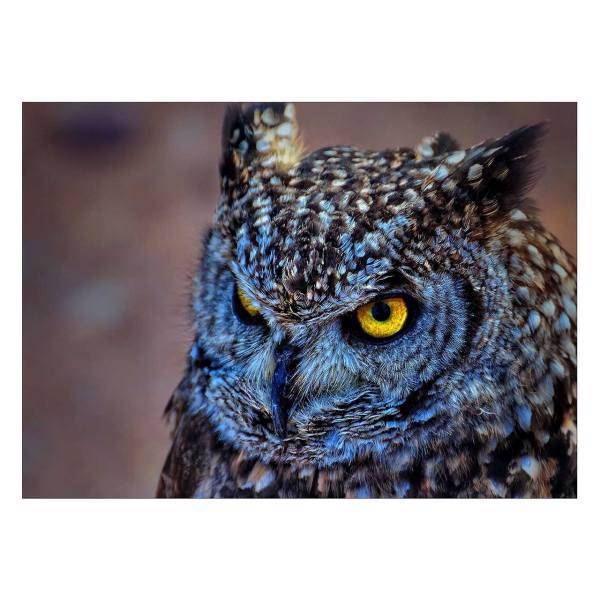 تابلو شاسی ونسونی طرح Blue Eagle Owl سایز 50x70 سانتی متر، Wensoni Blue Eagle Owl Chassis Size 50 x 70 Cm