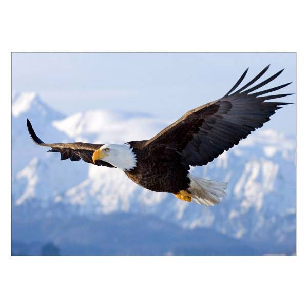 تابلو شاسی ونسونی طرح Flying Eagle سایز 50x70 سانتی متر، Wensoni Flying Eagle Chassis Size 50 x 70 Cm
