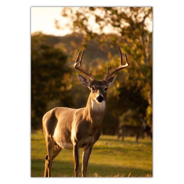 تابلو شاسی ونسونی طرح Deer Standing سایز 50 × 70 سانتی متر، Wensoni Deer Standing Chassis Size 50 x 70 Cm