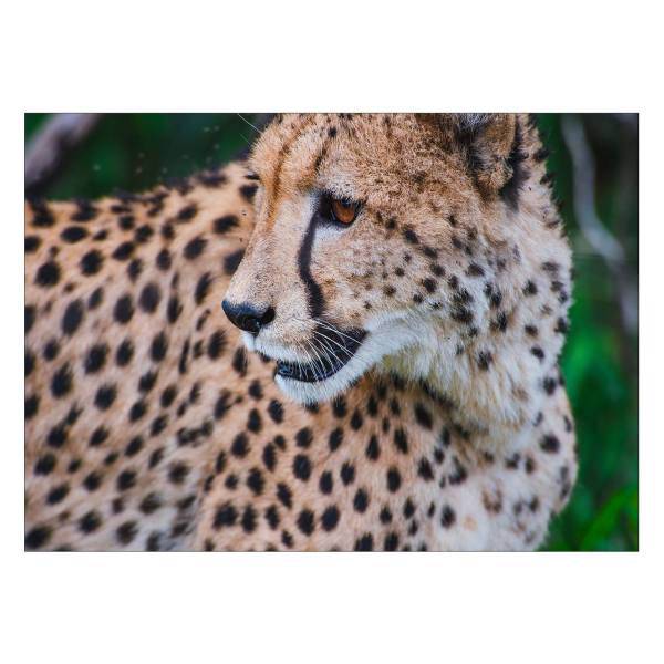 تابلو شاسی ونسونی طرح Baby Tiger سایز 50× 70 سانتی متر، Wensoni Baby Tiger Chassis Size 50 x 70 Cm