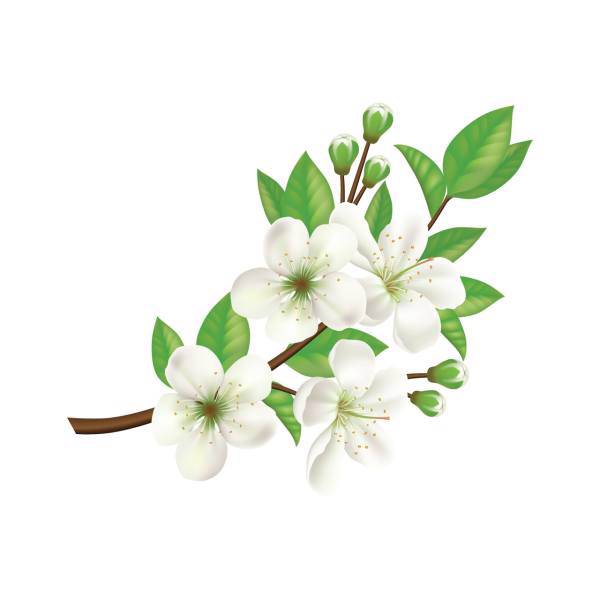 استیکر سالسو طرح شکوفه سیب، Salso Apple Blossom Sticker