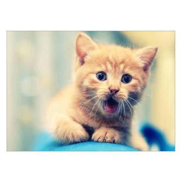 تابلو شاسی ونسونی طرح Cute Cat سایز 50 × 70 سانتی متر، Wensoni Cute Cat Chassis Size 50 x 70 Cm