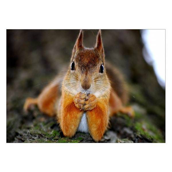 تابلو شاسی ونسونی طرح Cute Squirrel سایز 50 × 70 سانتی متر، Wensoni Cute Squirrel Chassis Size 50 x 70 Cm