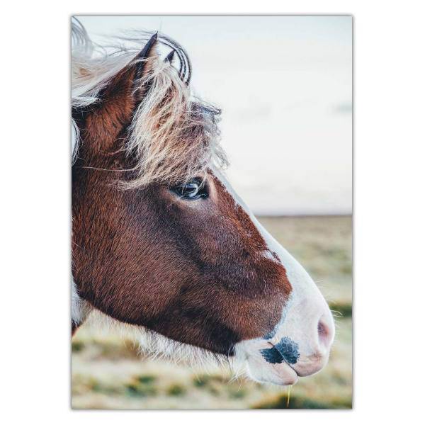 تابلو شاسی ونسونی طرح Horse Face سایز 50x70 سانتی متر، Wensoni Horse Face Chassis Size 50 x 70 Cm