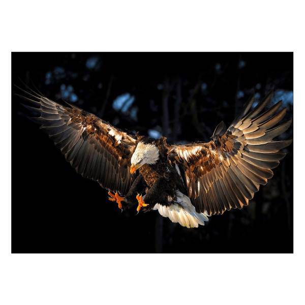 تابلو شاسی ونسونی طرح Eagle Grandeur سایز 50x70 سانتی متر، Wensoni Eagle Grandeur Chassis Size 50 x 70 Cm