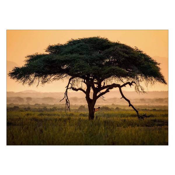 تابلو شاسی ونسونی طرح Alone Tree سایز 50 × 70 سانتی متر، Wensoni Alone Tree Chassis Size 50 x 70 Cm