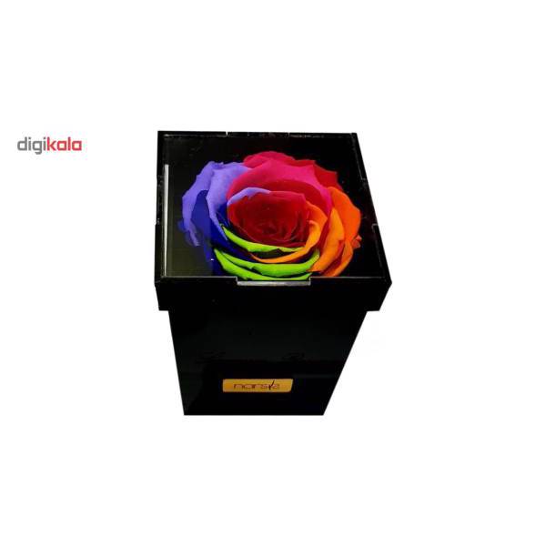 گل رز جاودان گالری نارسیس کد N103