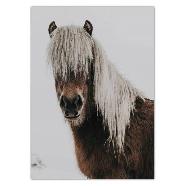 تابلو شاسی ونسونی طرح Longhair Horse سایز 50x70 سانتی متر، Wensoni Longhair Horse Chassis Size 50 x 70 Cm