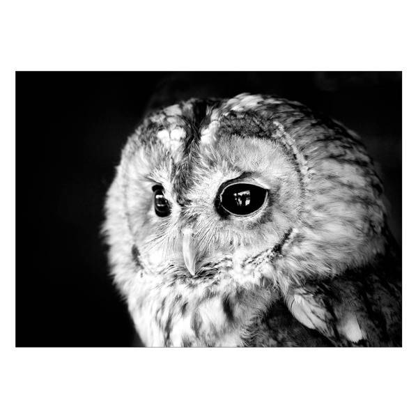 تابلو شاسی ونسونی طرح Sage Owl سایز 50x70 سانتی متر، Wensoni Sage Owl Chassis Size 50 x 70 Cm