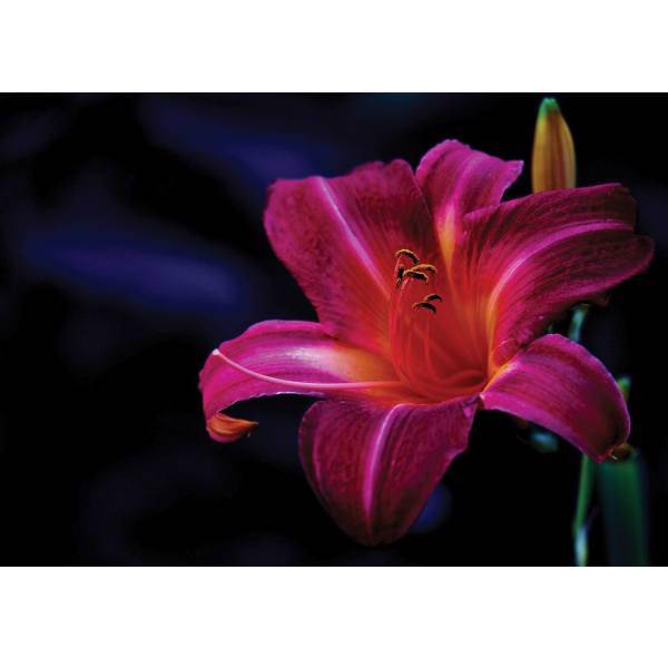 تابلو شاسی آکو طرح Flower 4 سایز 40 × 28 سانتی متر، Ako Flower 4 Chassis Size 40 x 28 CM