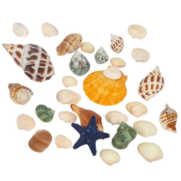 صدف و حلزون تزیینی مدل میکس 25قطعه ای، natural seashell and snail 25pcs