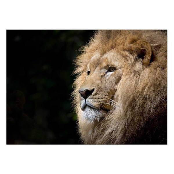 تابلو شاسی ونسونی طرح Imposing Lion سایز 50x70 سانتی متر، Wensoni Imposing Lion Chassis Size 50 x 70 Cm