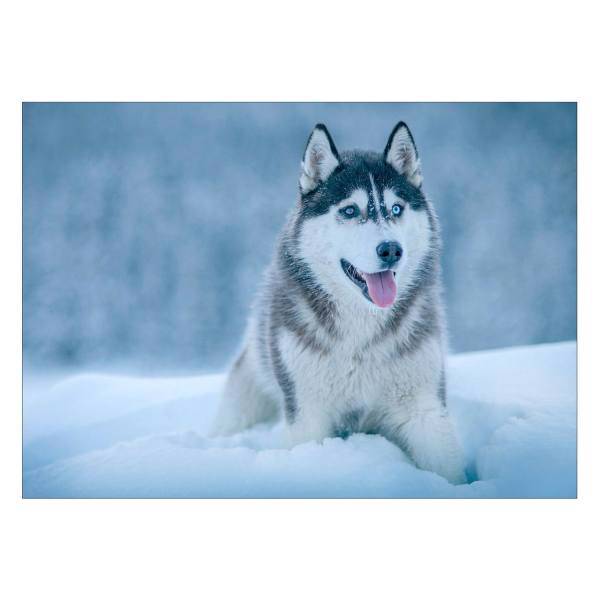 تابلو شاسی ونسونی طرح Hungary Wolf سایز 50x70 سانتی متر، Wensoni Hungary Wolf Chassis Size 50 x 70 Cm
