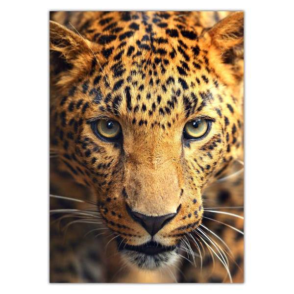 تابلوی ونسونی طرح Leopard Focus سایز 30x40، Wensoni Leopard Focus Chassis 30x40