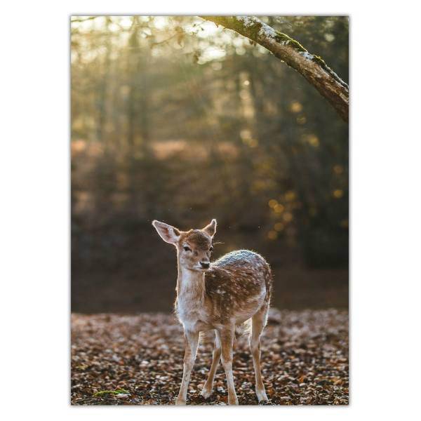 تابلو شاسی ونسونی طرح Baby Deer سایز 50 × 70 سانتی متر، Wensoni Baby Deer Chassis Size 50 x 70 Cm
