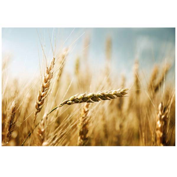 تابلو شاسی نوآوران کد SH8، Noavaran SH8 Tableau