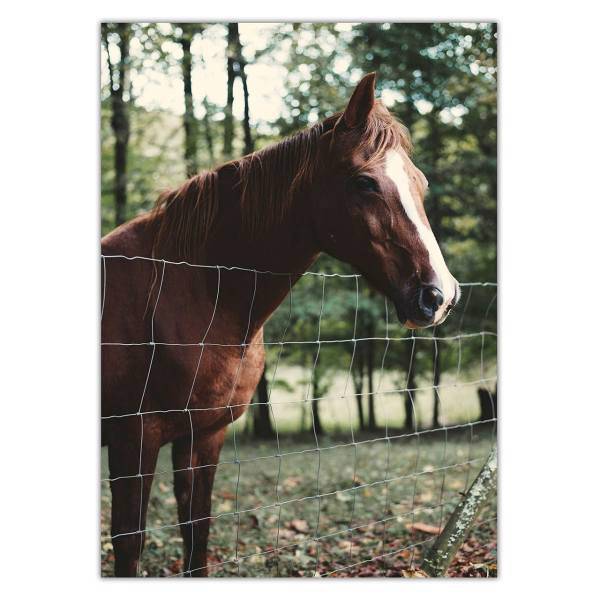 تابلو شاسی ونسونی طرح Horse in Hippodrome سایز 50x70 سانتی متر، Wensoni Horse in Hippodrome Chassis Size 50 x 70 Cm