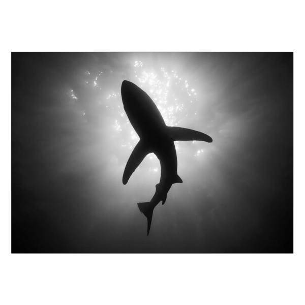 تابلو شاسی ونسونی طرح Black Shark سایز 50 × 70 سانتی متر، Wensoni Black Shark Chassis Size 50 x 70 Cm