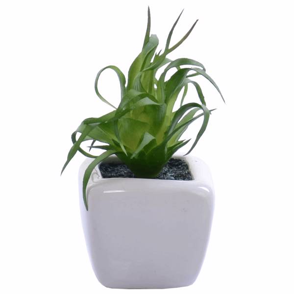 گلدان به همراه گل مصنوعی رایدین مدل کاکتوسR16، Raydin Cactus R16 Flower Vase