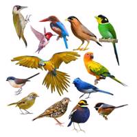 استیکر ژیوار طرح پرندگان زیبا Zhivar Beautiful Birds Sticker