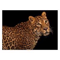 تابلو شاسی ونسونی طرح Coquettish Leopard سایز 50 × 70 سانتی متر Wensoni Coquettish Leopard Chassis Size 50 x 70 Cm