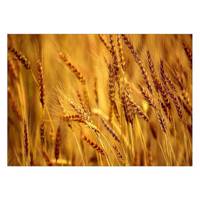 تابلو شاسی ونسونی طرح Wheat سایز 50x70 سانتی متر Wensoni Wheat Chassis Size 50 x 70 Cm