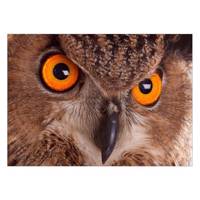 تابلو شاسی ونسونی طرح Eagle Owl Eye سایز 50x70 سانتی متر Wensoni Eagle Owl Eye Chassis Size 50 x 70 Cm