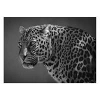 تابلو شاسی ونسونی طرح Arrogant Tiger سایز 50 × 70 سانتی متر Wensoni Arrogant Tiger Chassis Size 50 x70 Cm