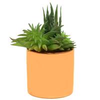 گلدان گل آکو مدل کاکتوس D3837 Ako Cactus D3837 Flower Vase