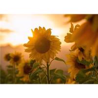 تابلو شاسی آرت پرینت مدل 50704 سایز 50×70 سانتی متر