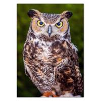 تابلو شاسی ونسونی طرح Owl Looking سایز 50x70 سانتی متر Wensoni Owl Looking Chassis Size 50 x 70 Cm