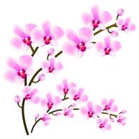 استیکر سالسو طرح pink orchid - Salso pink orchid Sticker