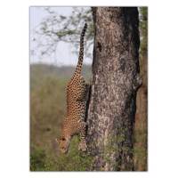 تابلو شاسی ونسونی طرح Jaguar On Tree سایز 50x70 سانتی متر Wensoni Jaguar On Tree Chassis Size 50 x 70 Cm