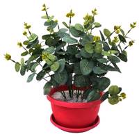 گلدان گل برتاریو مدل Episcia Bertario Episcia Flower Vase