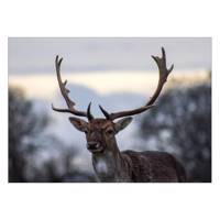تابلو شاسی ونسونی طرح Old Deer سایز 50x70 سانتی متر Wensoni Old Deer Chassis Size 50 x 70 Cm