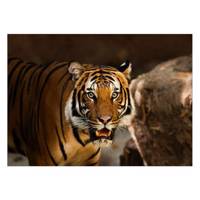 تابلو شاسی ونسونی طرح Amazed Tiger سایز 50 × 70 سانتی متر Wensoni Amazed Tiger Chassis Size 50 x 70 Cm