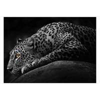 تابلو شاسی ونسونی طرح Dark Leopard سایز 50x70 سانتی متر Wensoni Dark Leopard Chassis Size 50 x 70 Cm