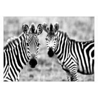 تابلو شاسی ونسونی طرح Astonished Zebras سایز 50 × 70 سانتی متر Wensoni Astonished Zebras Chassis Size 50 x70 Cm