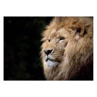 تابلو شاسی ونسونی طرح Imposing Lion سایز 30x40 سانتی متر Wensoni Imposing Lion Chassis 40 x 30